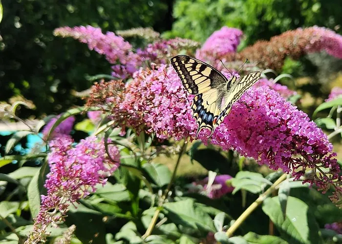 Quieto Vivere Affittacamere Reggello